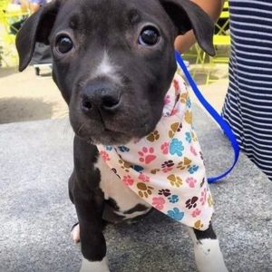 Floral Pet Bandana!🐶